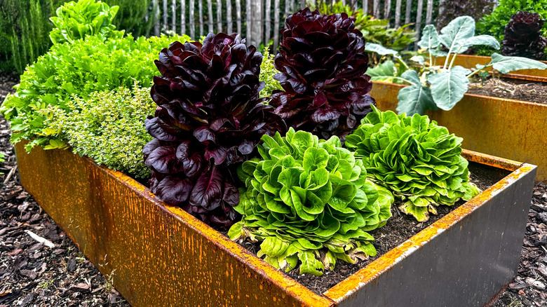 Green and red lettuce growing in raised garden bed.