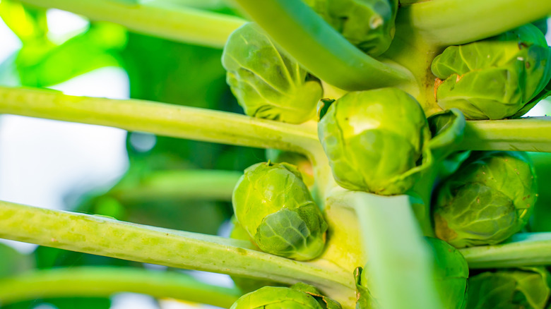 A close-up of Brussels sprouts growing on a stalk, surrounded by leaves.