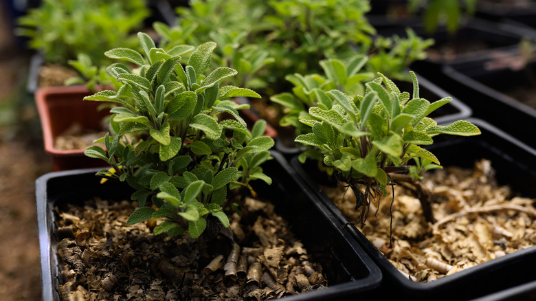 Young oregano seedlings in pots