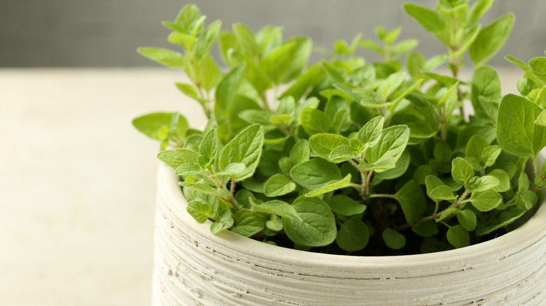 Aromatic potted oregano on a light marble table