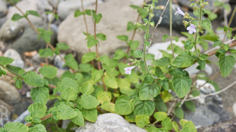 Nepitella herb growing in the wild between rocks