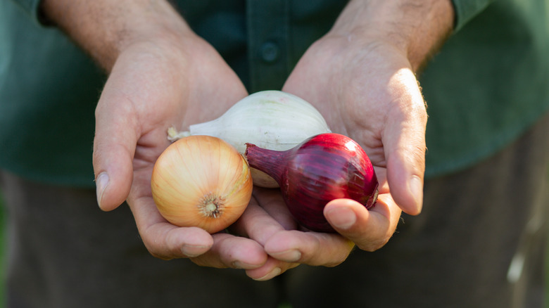 Close-up image of male hands holding three different types of onions, showcasing variety in fresh farm produce, healthy cooking ingredients, and natural food selection