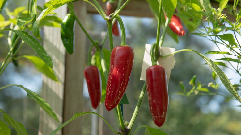 Red jalapeños on the vine