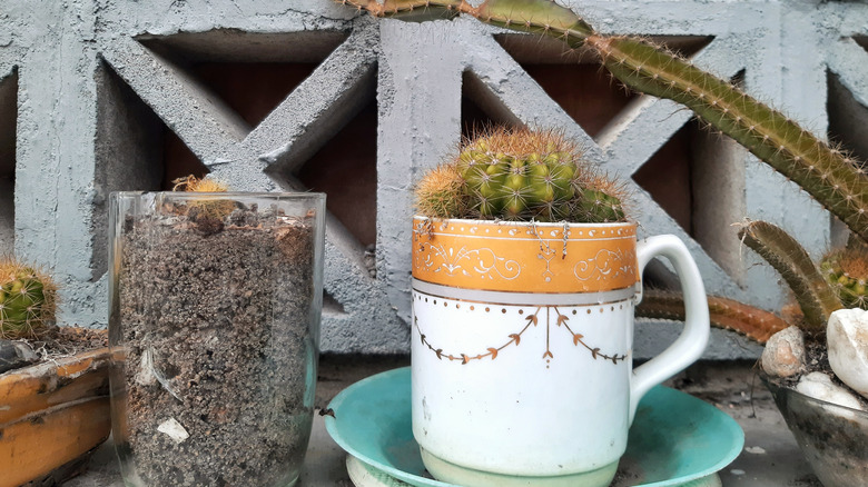 Cactus in a repurposed coffee mug
