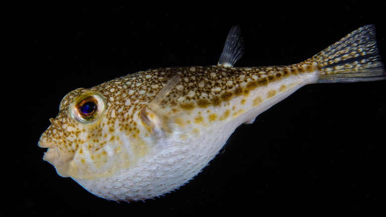 Inflated pufferfish on a black background