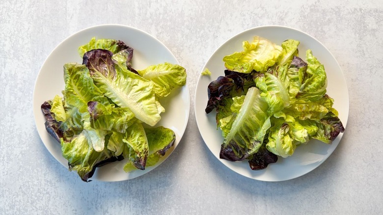 Little gem lettuce on salad plates