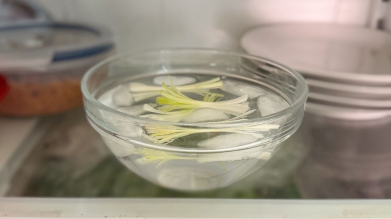 Scallion brushes in ice water in glass bowl in refrigerator