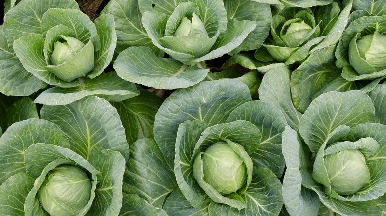 Numerous heads of fresh green cabbage