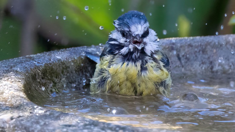 Photo of a bird in a bird bath