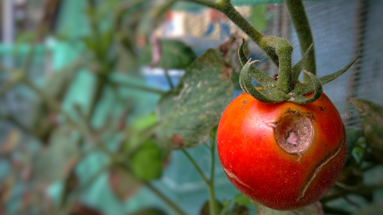 a tomato with pest damage