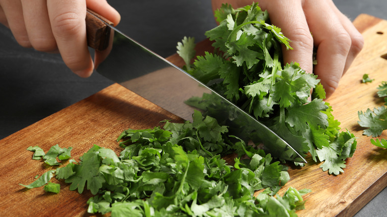 Fresh cilantro being chopped on a cutting board