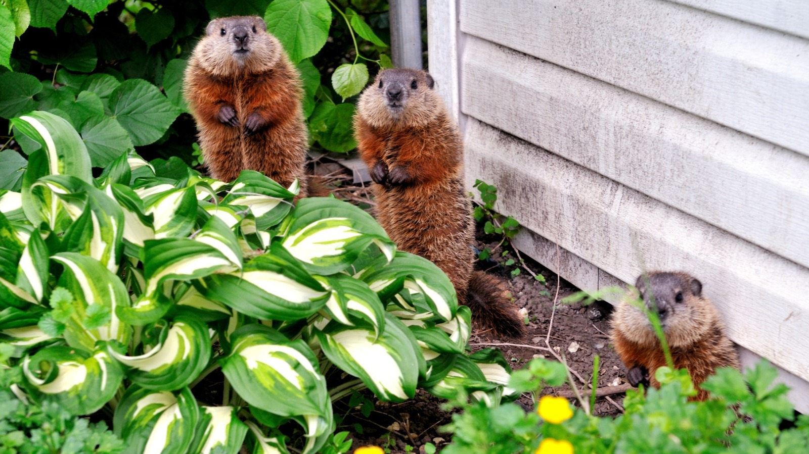 How To Stop Groundhogs From Ruining Gardens With Natural Ingredients
