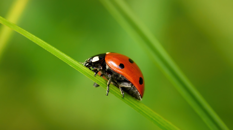 A close-up image of a lady bug hugging a plant.