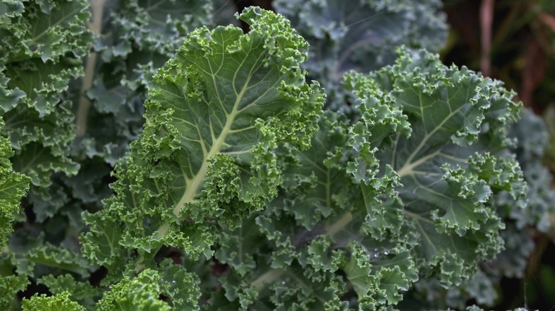 An abundance of kale thriving in a garden.