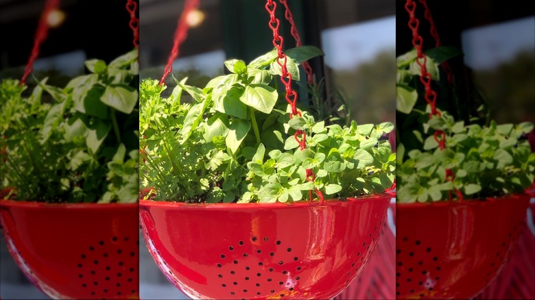 Herbs planted in a hanging red colander