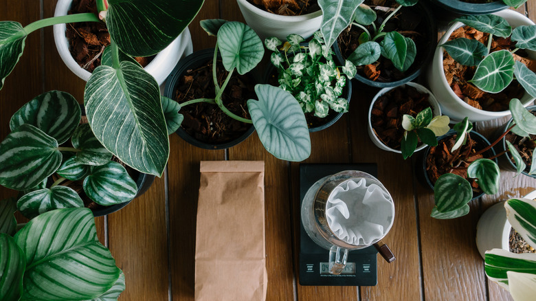 Plants and coffee filter