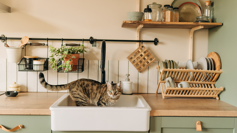 A cozy sink counter in neutral tones, with a cat on the sink