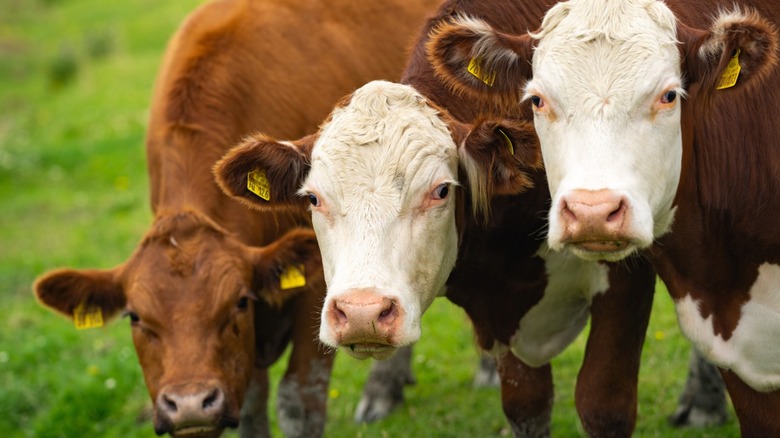 Three cows with yellow tags in their ears looking up from grazing in a green field.