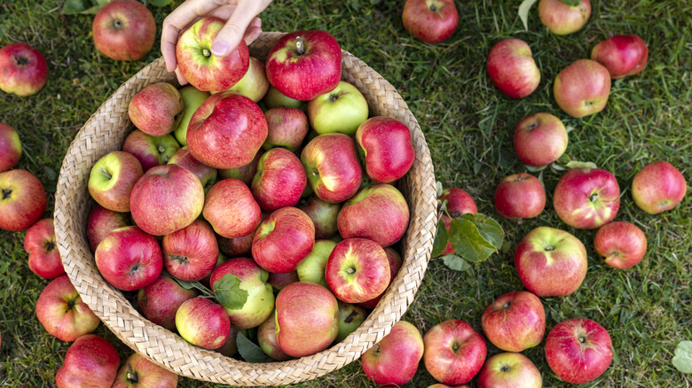 Apples outdoors in a woven basket.