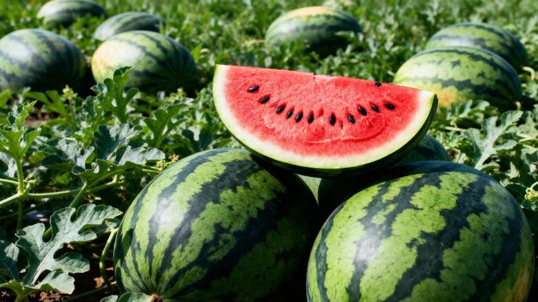 Ripe watermelons in the field.