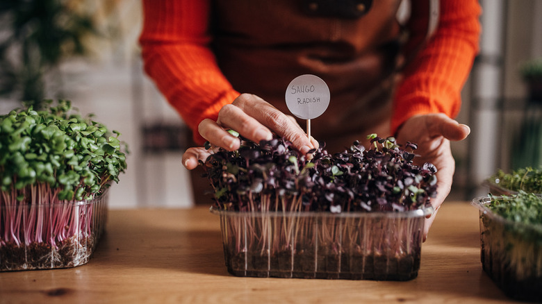 A person's hands are seen planting radishes indoors.