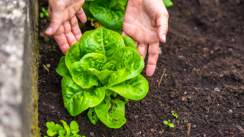Gardener's hands carefully tending a vibrant green lettuce plant rooted in dark, rich garden soil