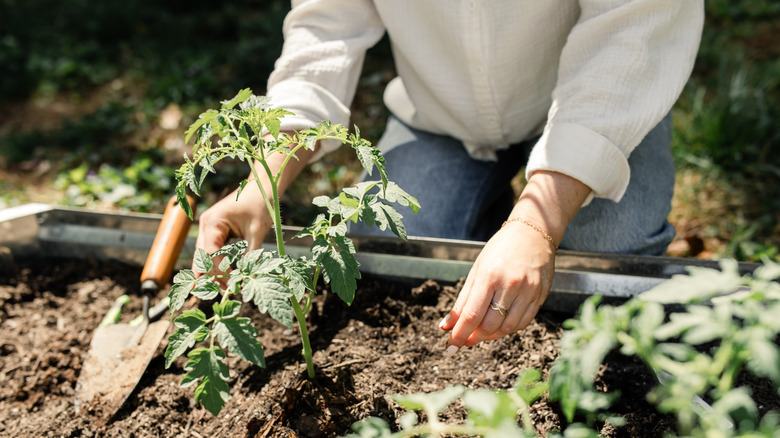 a gardener in a sunny garden caring to a plant in soil bed