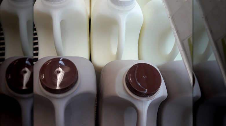 Gallons of chocolate and regular milk in a store refrigerator