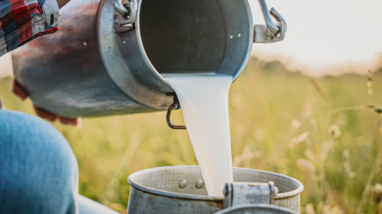 A person pouring milk from one keg to another