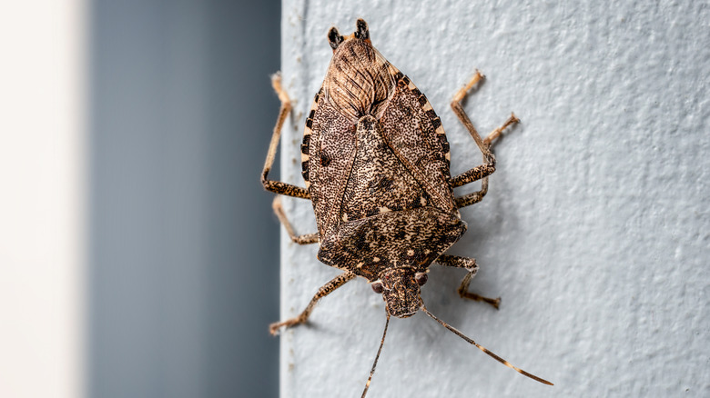 A stink bug rests on a window sill