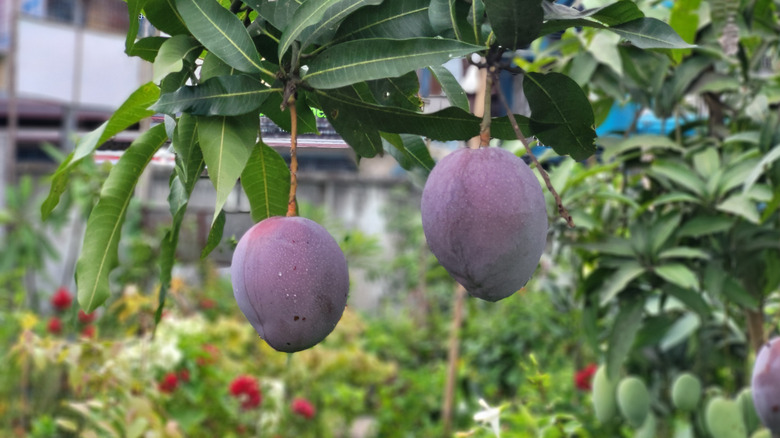 miyazaki mangoes hanging from a tree