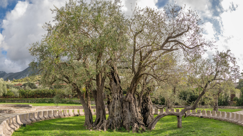 The Stara Maslina tree in Bar, Montenegro.