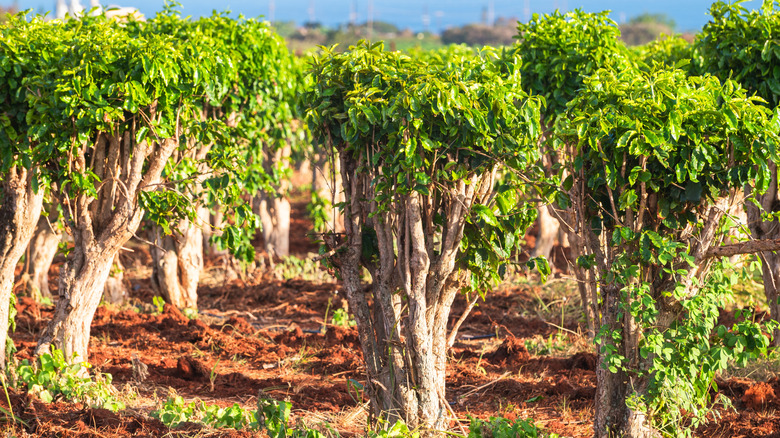 Coffee plants in a plantation in Hawaii.