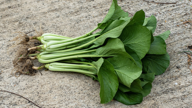Freshly harvested mustard greens laying on the concrete