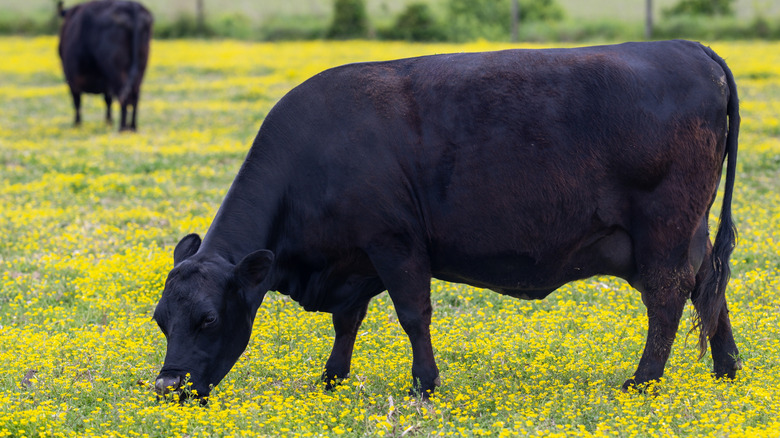Black cattle grazing on grass