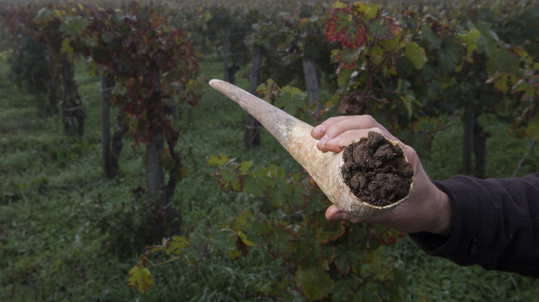 hand holding cow horn of manure