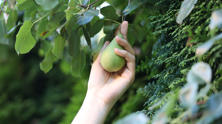 A hand picking a pear from a tree.