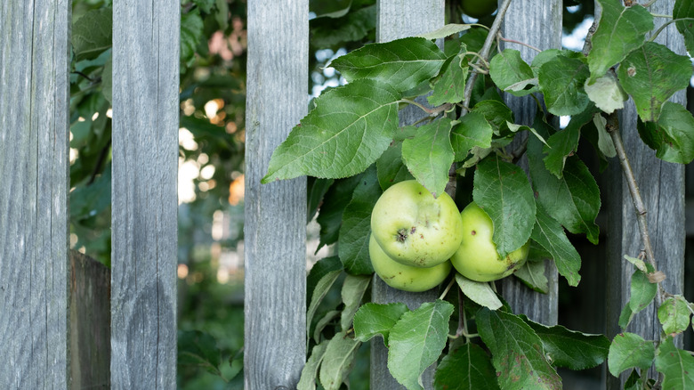 Branches of an apple tree hanging over a fence.