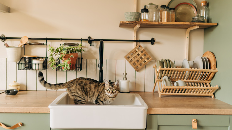 A cute, small kitchen hsa been painted pale green. A cat is in the sink.