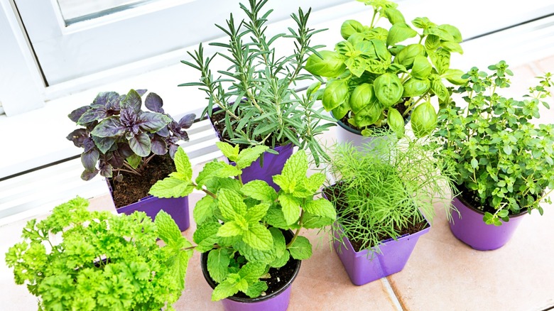 Herb garden with each plant in its own purple pot