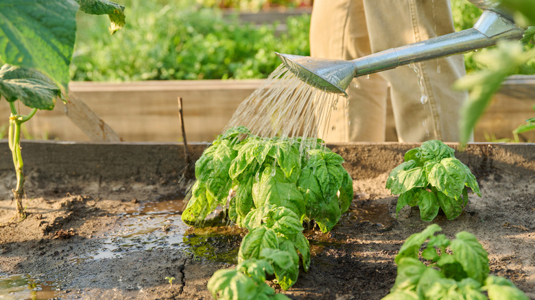 Person watering basil plants with a watering can