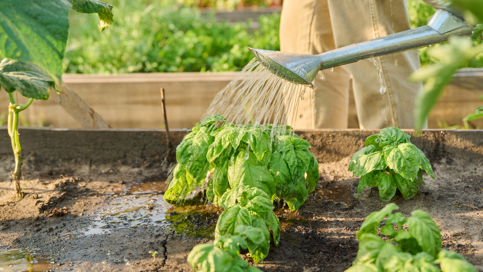Never Plant These Common Herbs Next To Your Basil