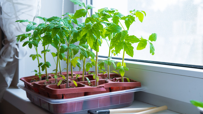 Young tomato seedlings in pots