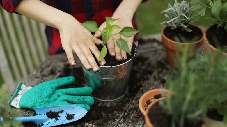 Person planting a vegetable plant in a container