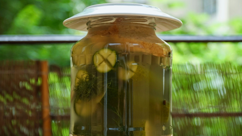 Jar of hungarian pickles fermenting