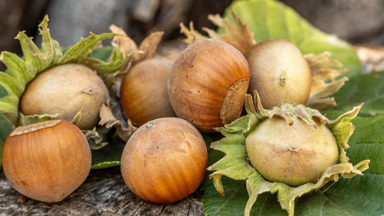 freshly picked hazelnuts