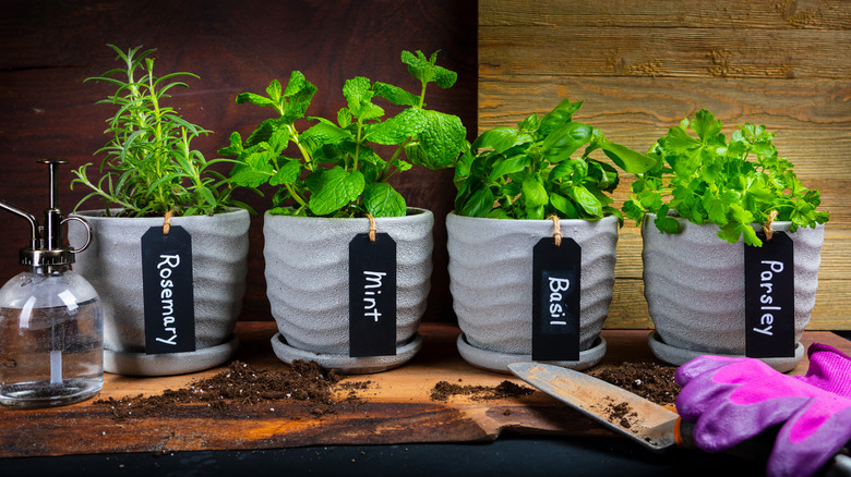 close-up of herbs growing in ceramic pots