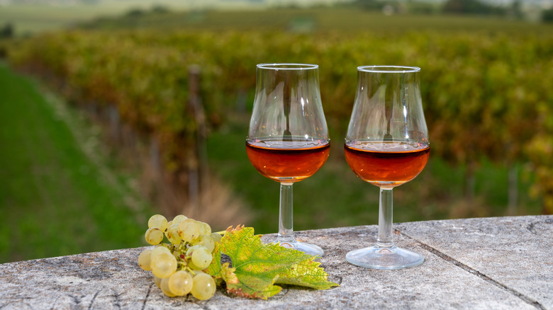 Two glasses of cognac next to ugni blanc grapes in a French vineyard