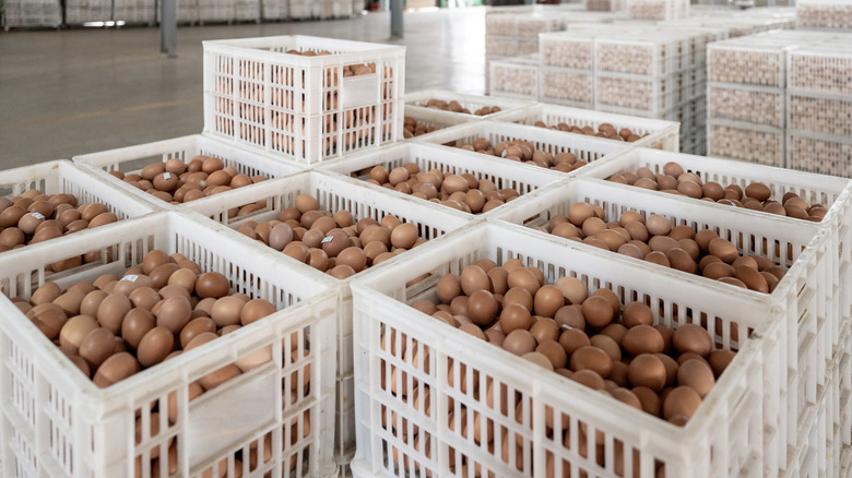 Eggs in crates at an egg factory.