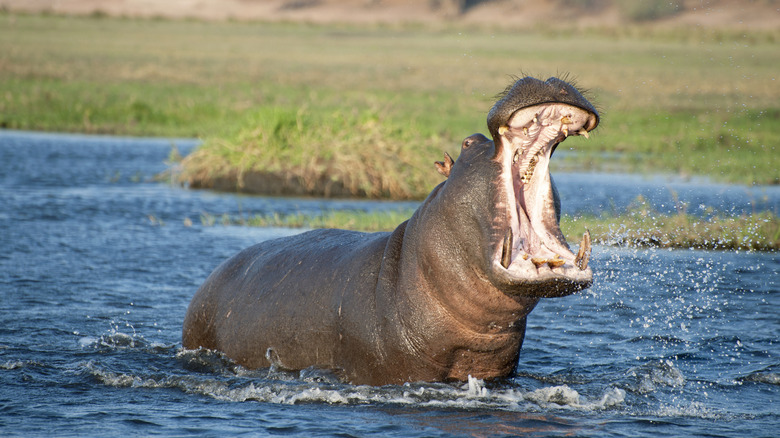 A hippo in a swamp opening its mouth wide.